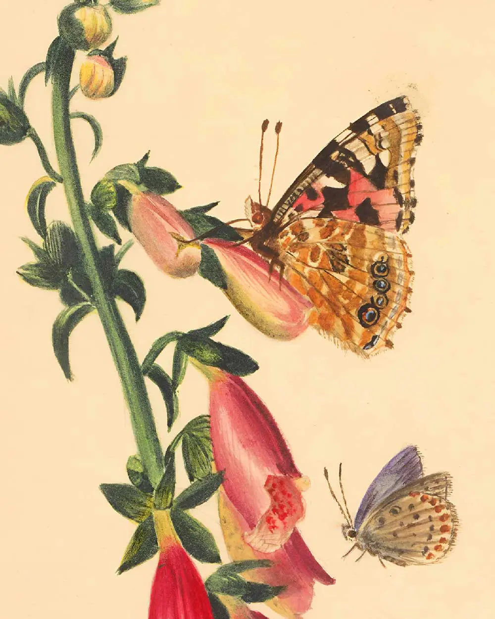 Butterflies and Flowers Art Print