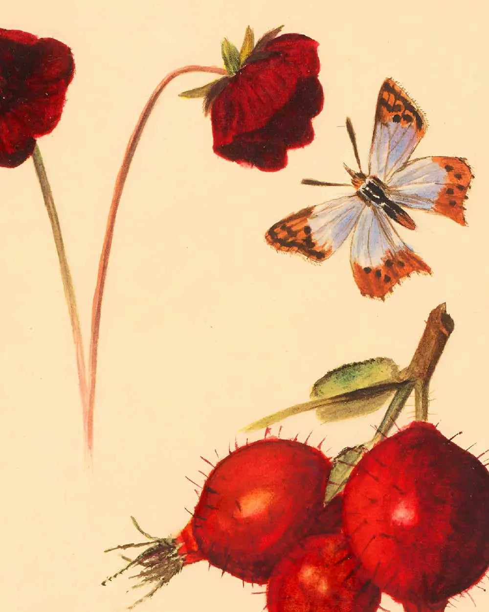 Butterflies and Flowers Art Print