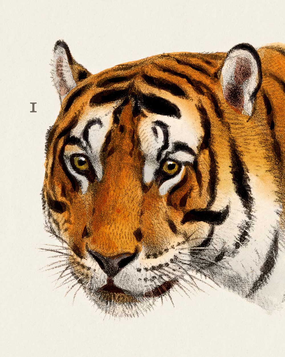 Wild Cats Of Asia Art Print