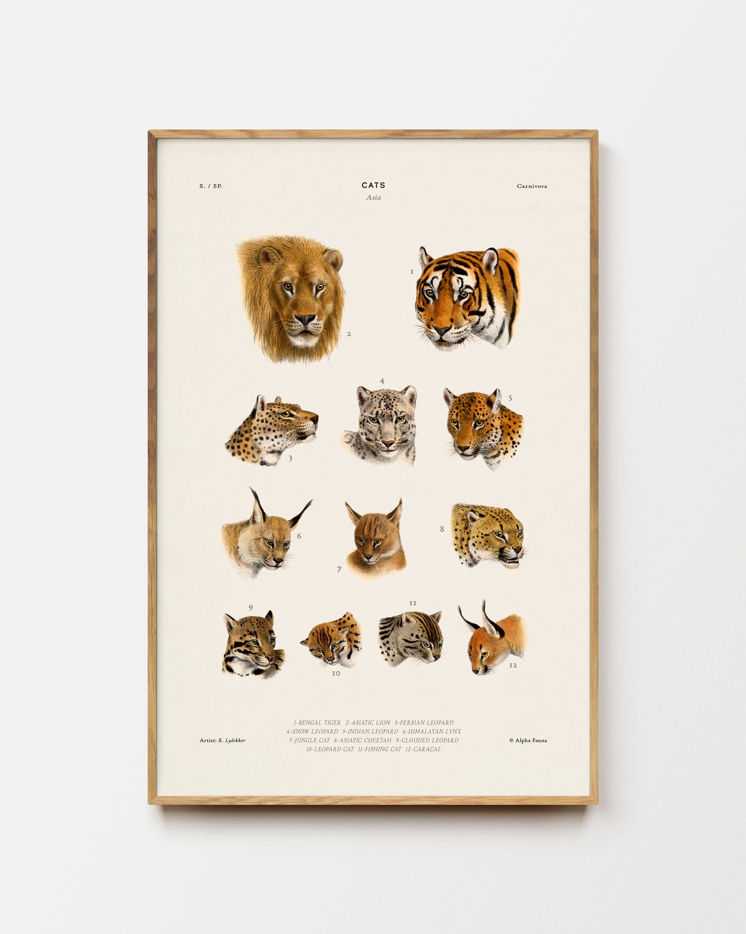Wild Cats Of Asia Art Print