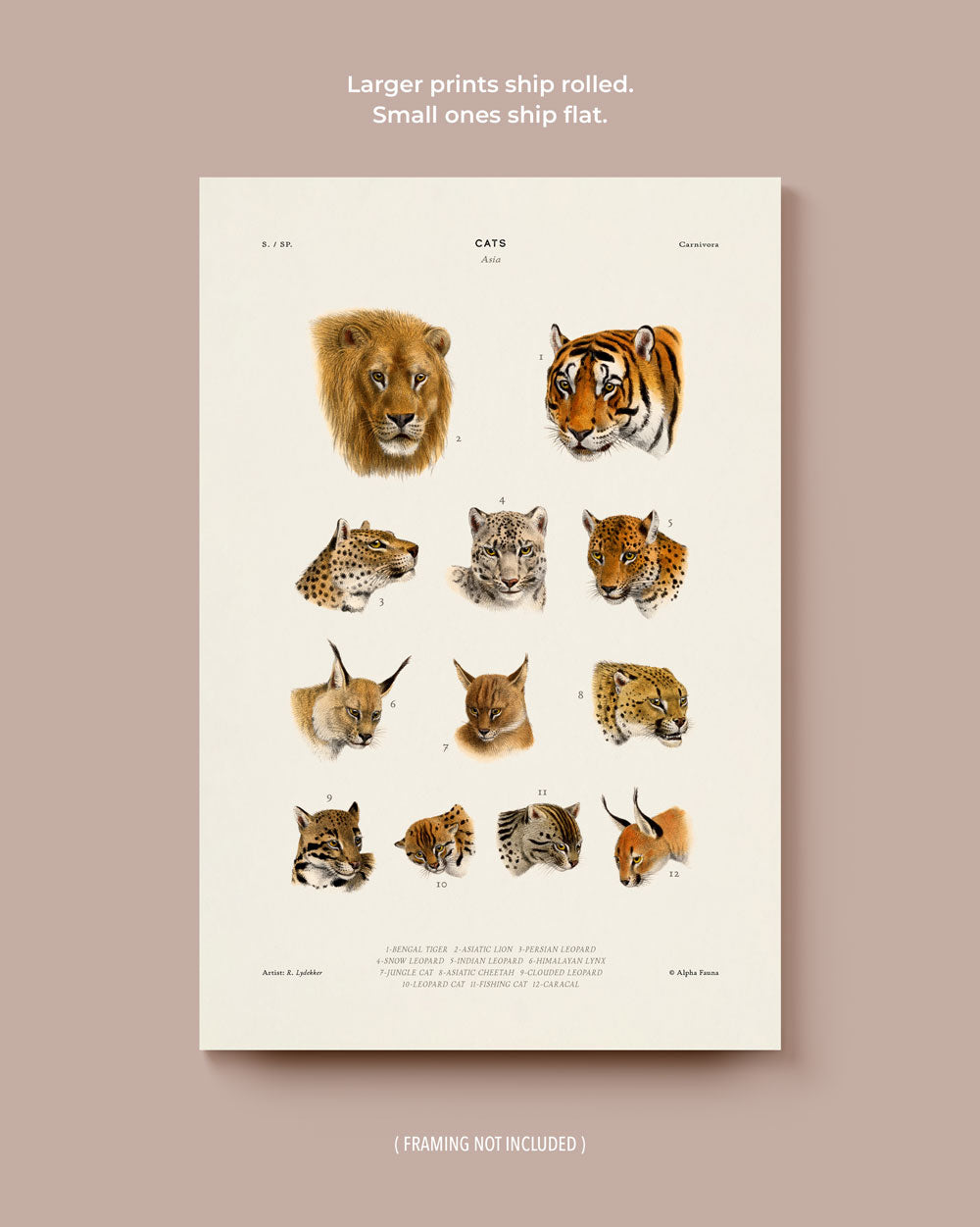 Wild Cats Of Asia Art Print