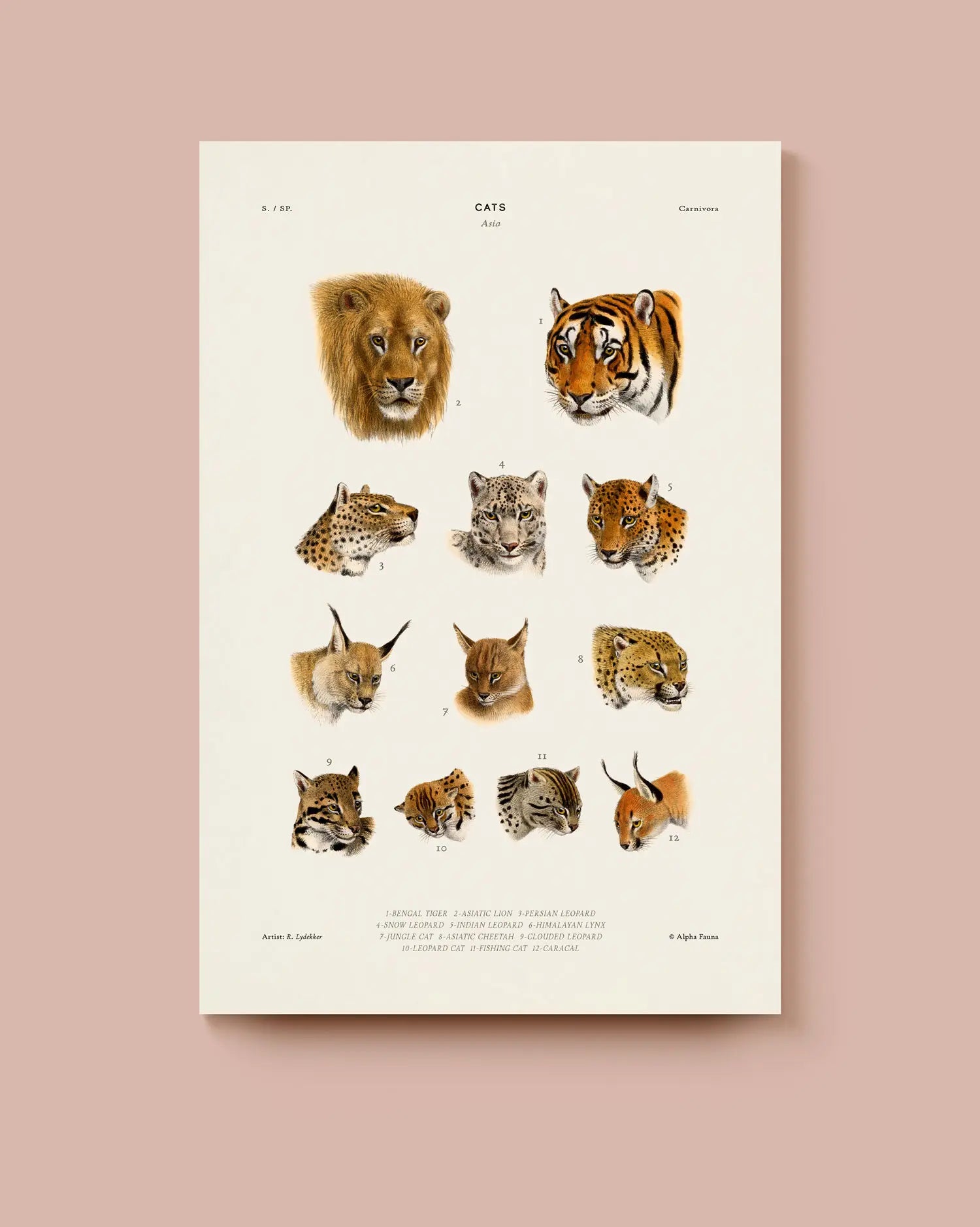 Poster of cat species on a beige background. * Unframed print