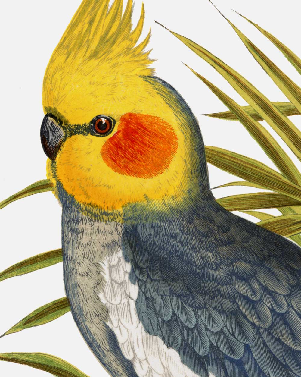 Cockatiel Art Print