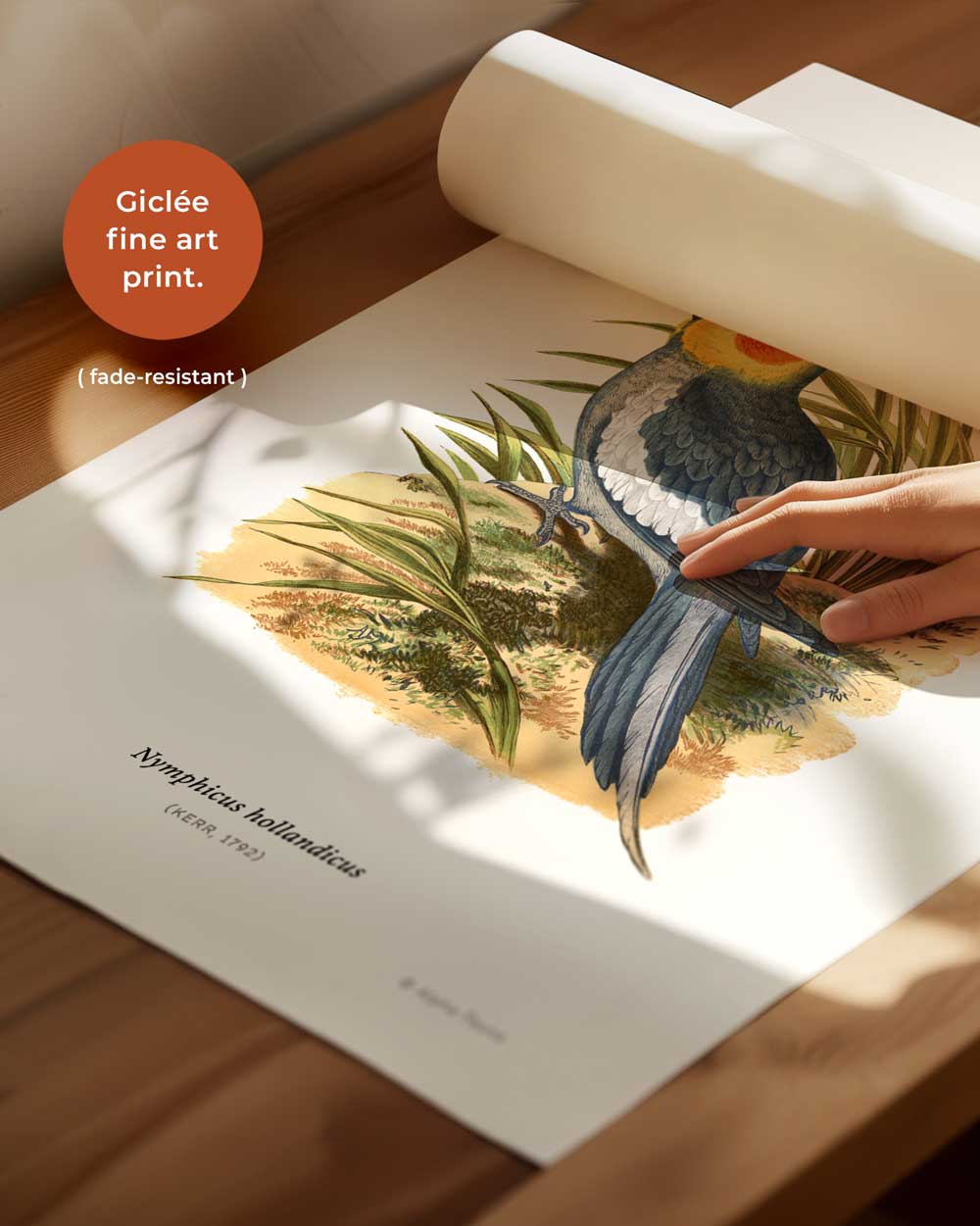 Cockatiel Art Print