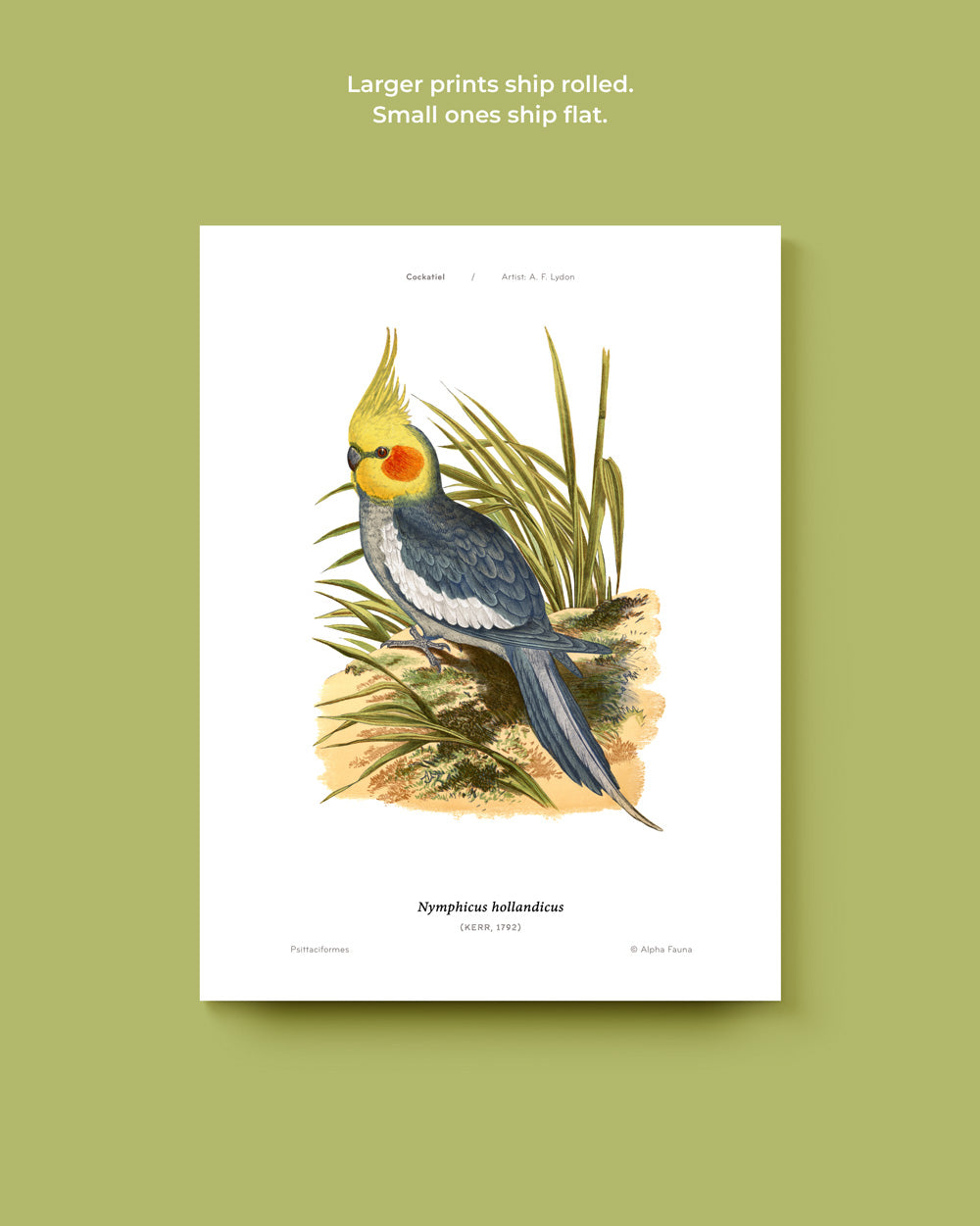 Cockatiel Art Print