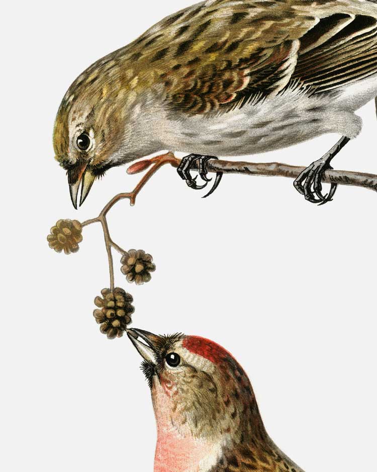 Common Linnet Art Print