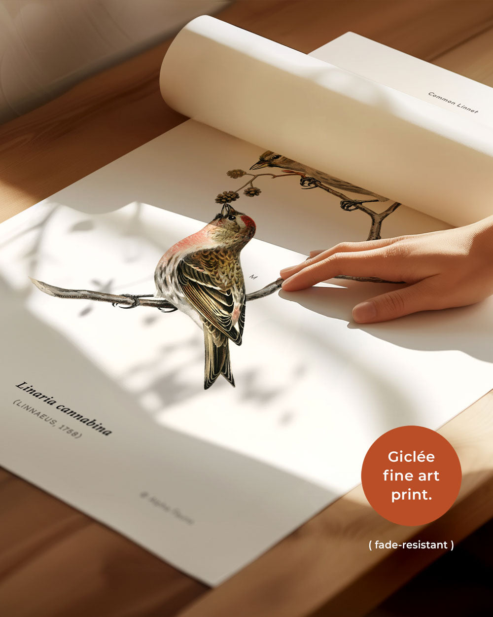 Common Linnet Art Print