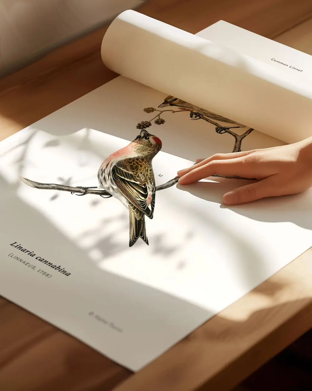 Common Linnet Art Print