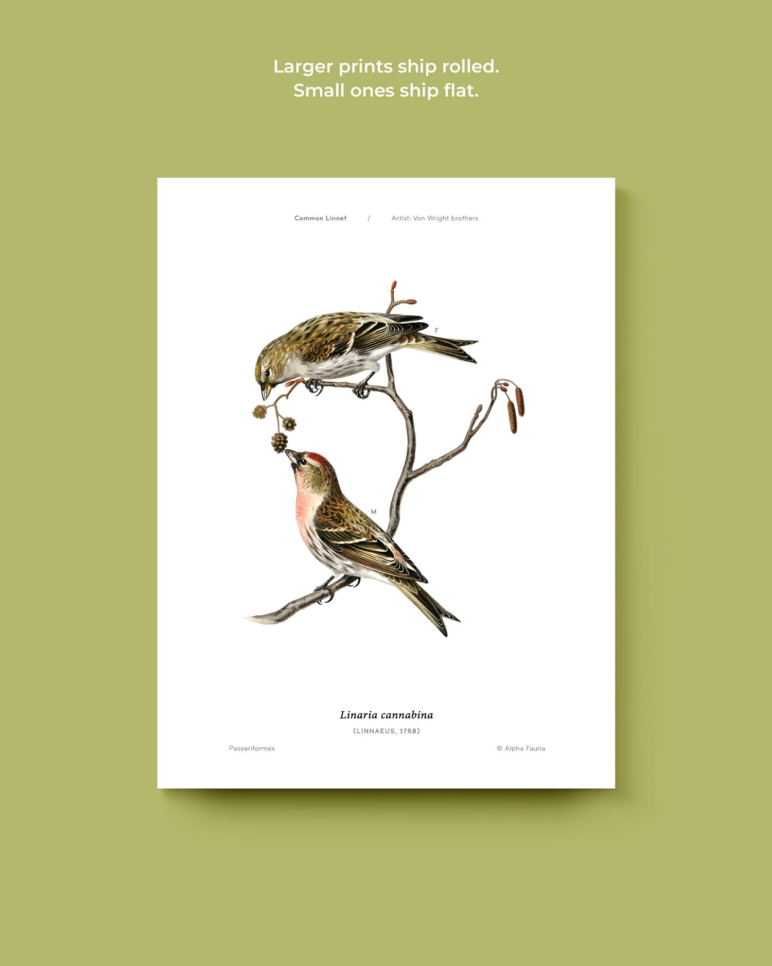 Common Linnet Art Print