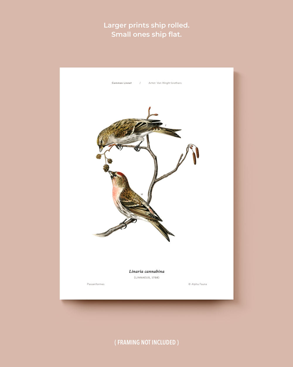 Little Bird Pairs Set