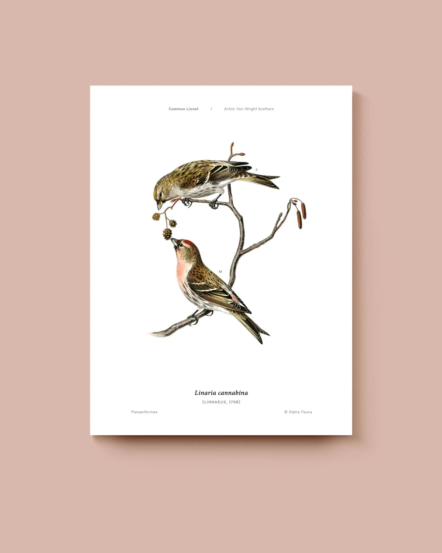 Illustration of two birds, the common linnet, on a branch with seeds on a white background. * Unframed print