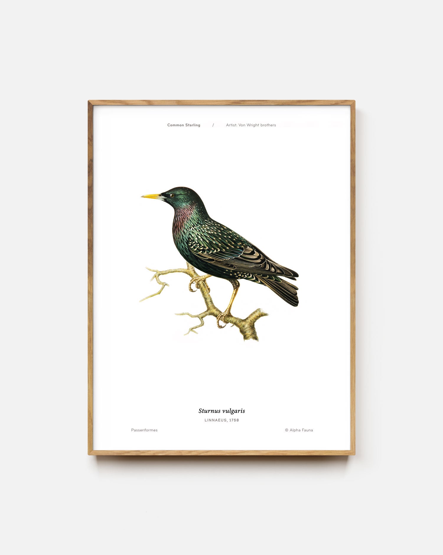 Common Starling Art Print