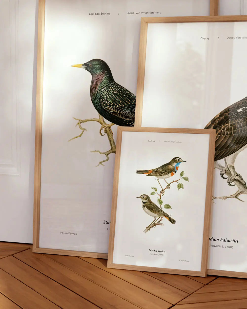 Common Starling Art Print