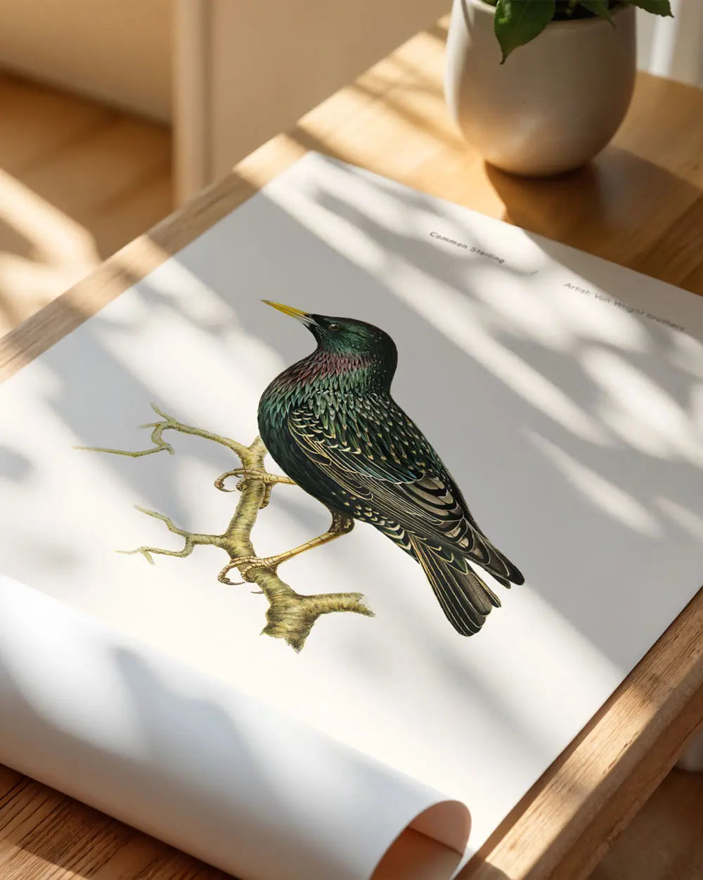 Common Starling Art Print