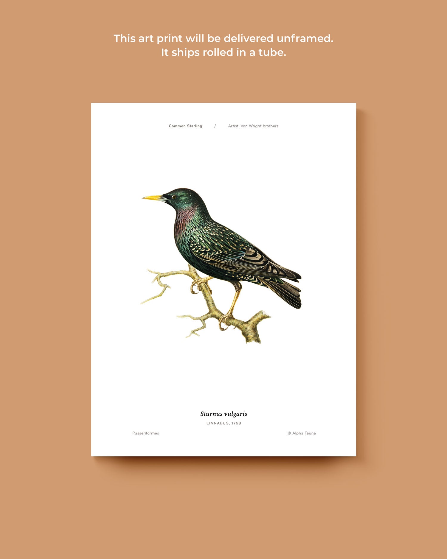 Common Starling Art Print