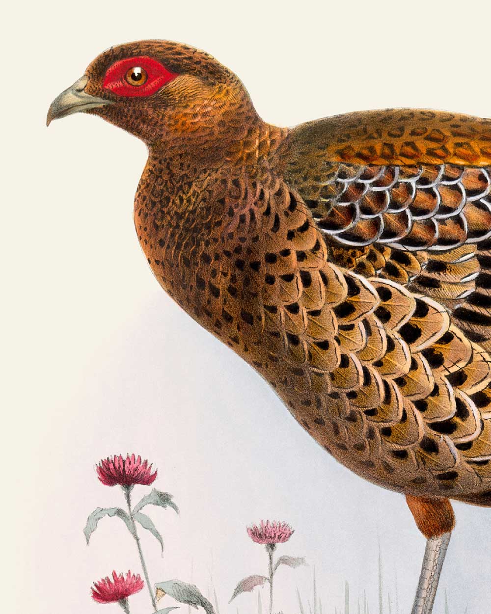 Copper Pheasant Art Print