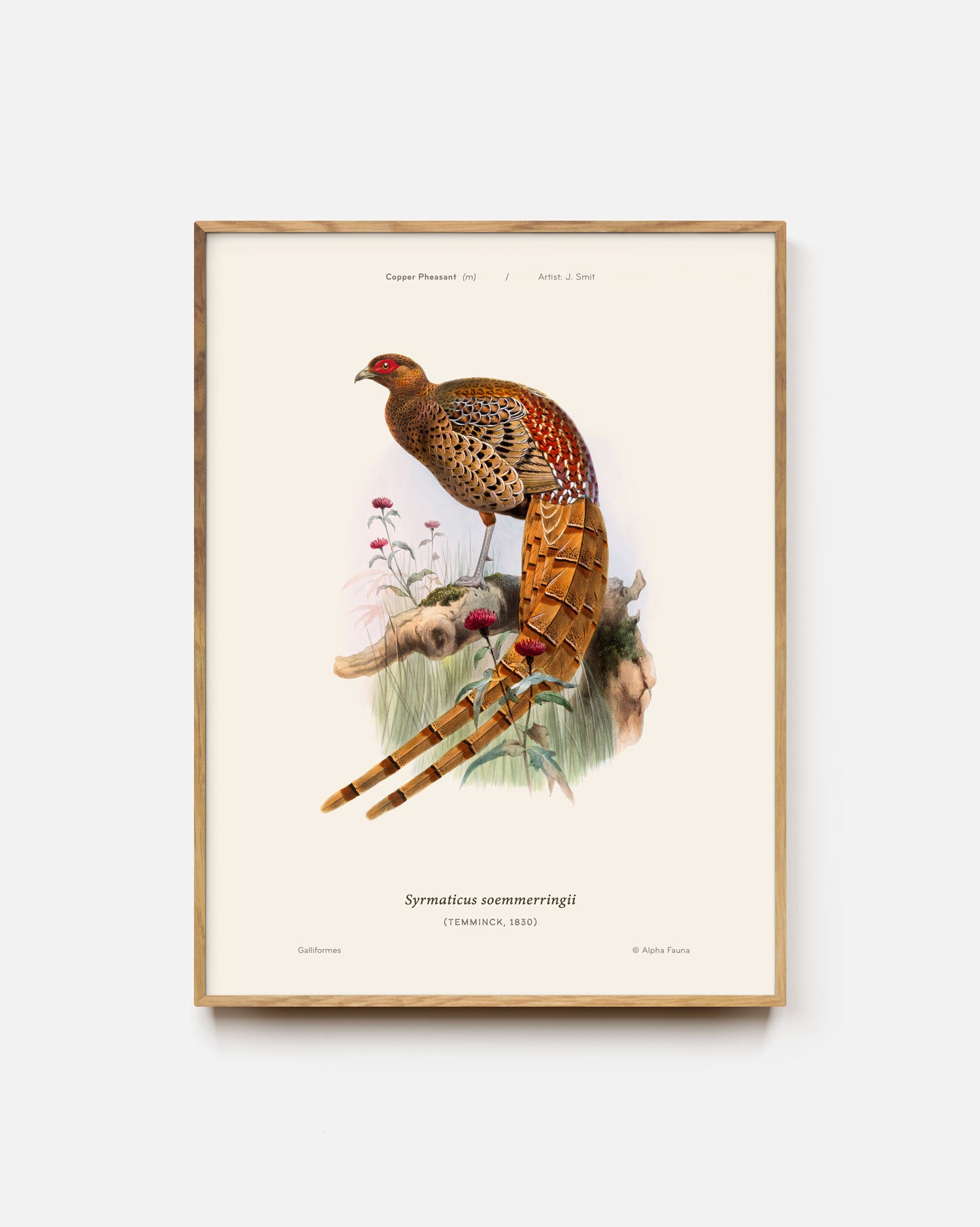 Copper Pheasant Art Print