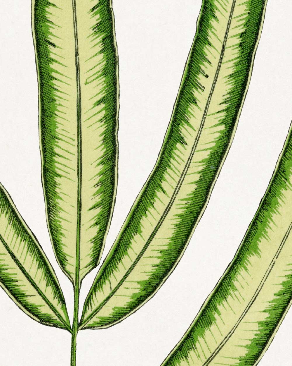 Cretan Brake Fern Art Print
