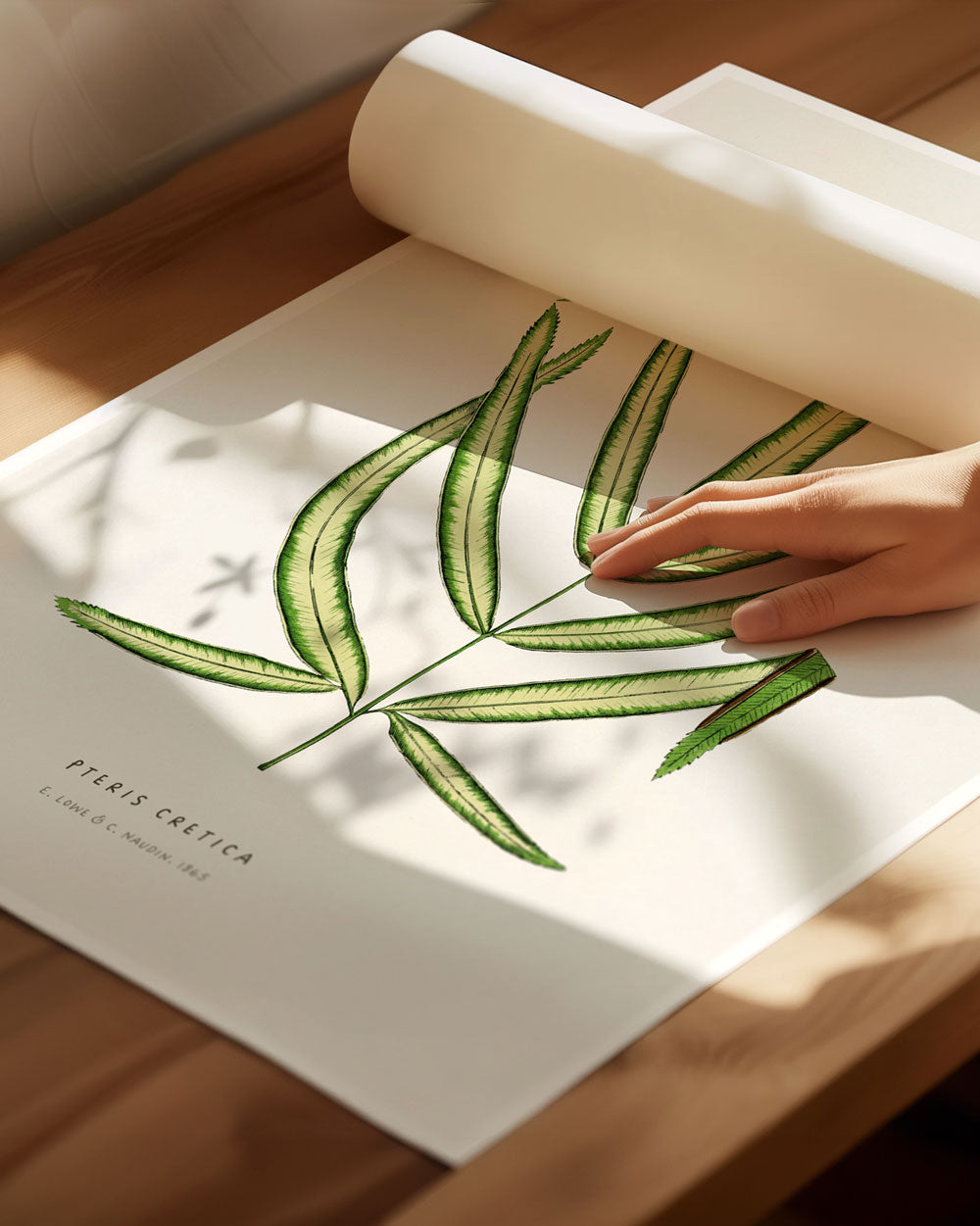 Cretan Brake Fern Art Print