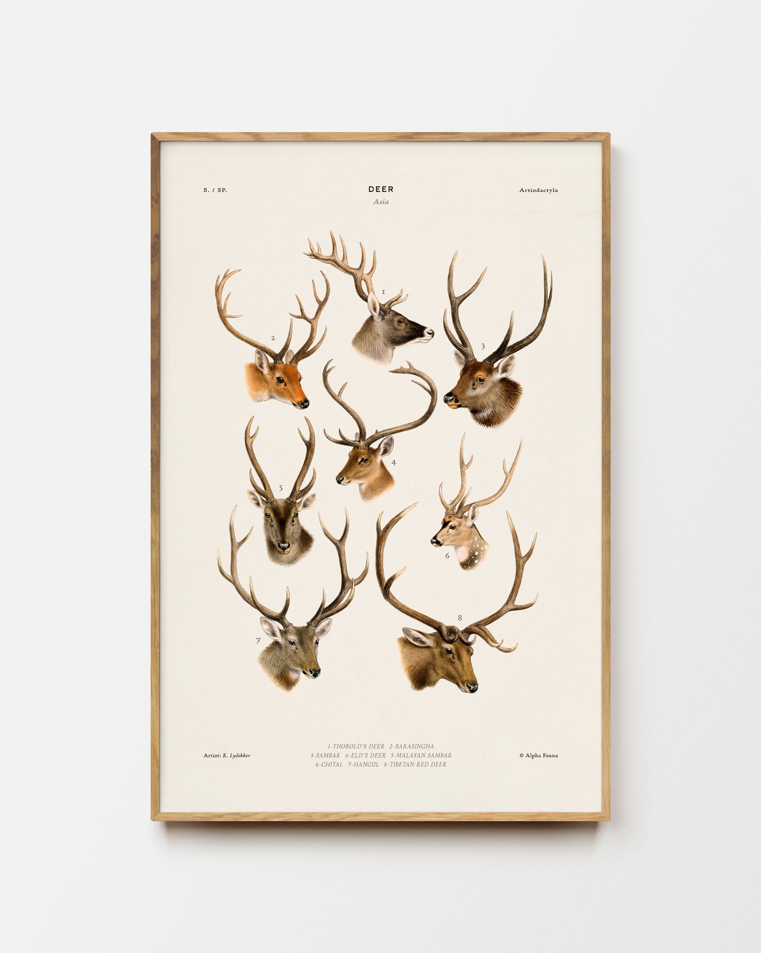Deer Of Asia Fine Art Print
