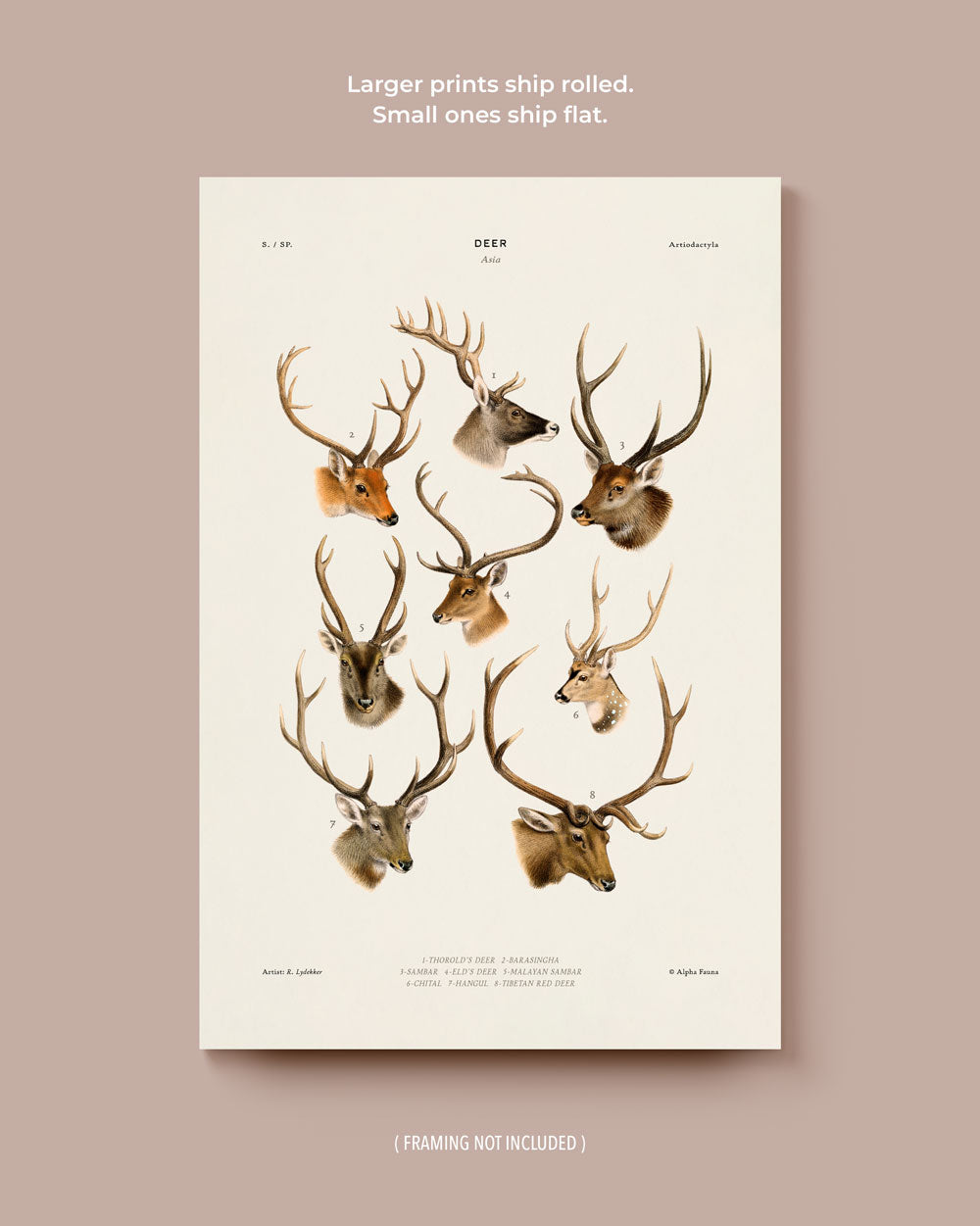 Deer Of Asia Fine Art Print