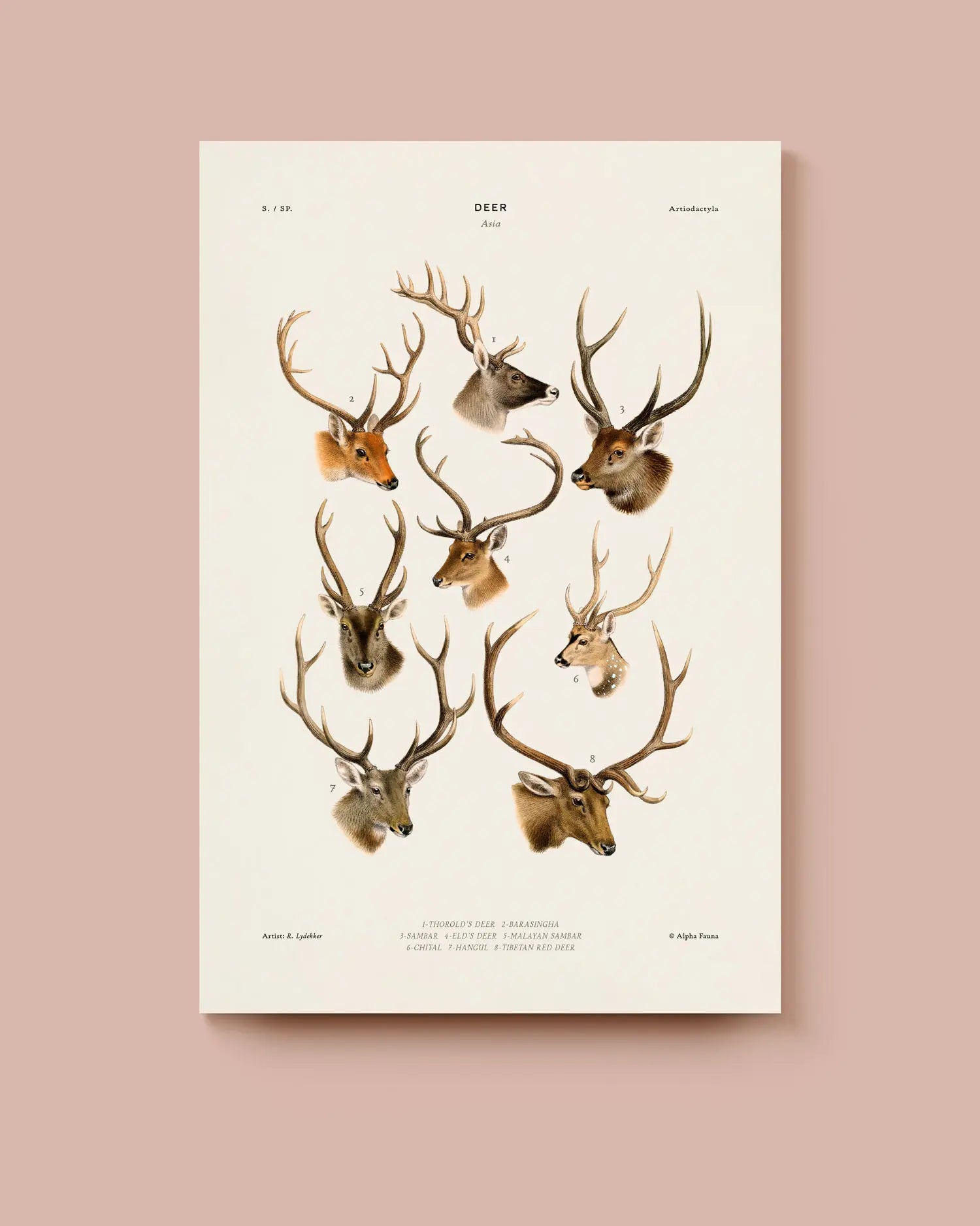 Poster with illustrations of deer heads on a beige background. * Unframed print