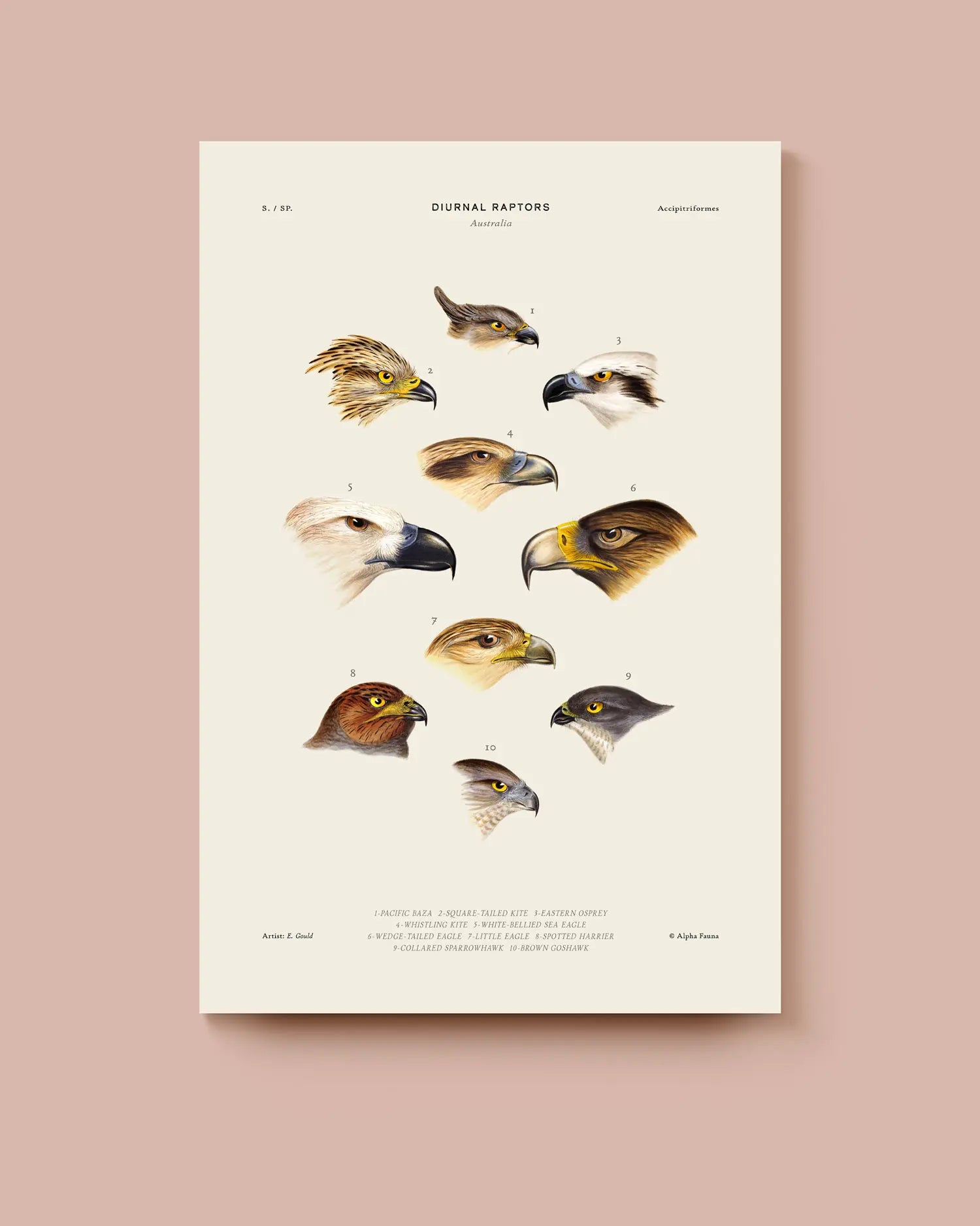 Poster of diurnal raptors on a beige background. * Unframed print