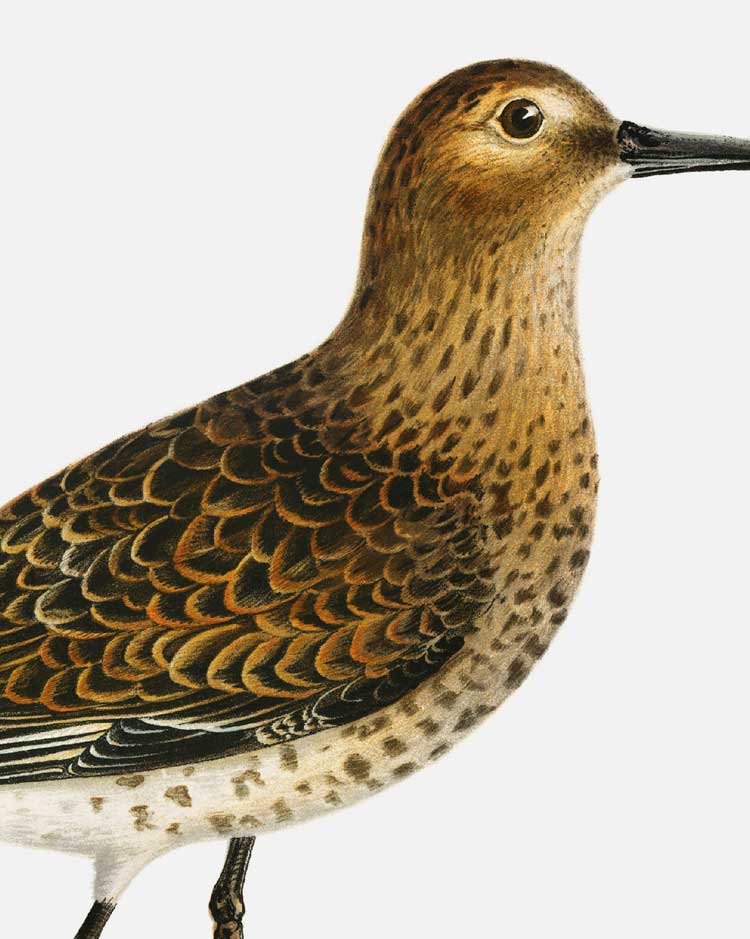 Dunlin Art Print