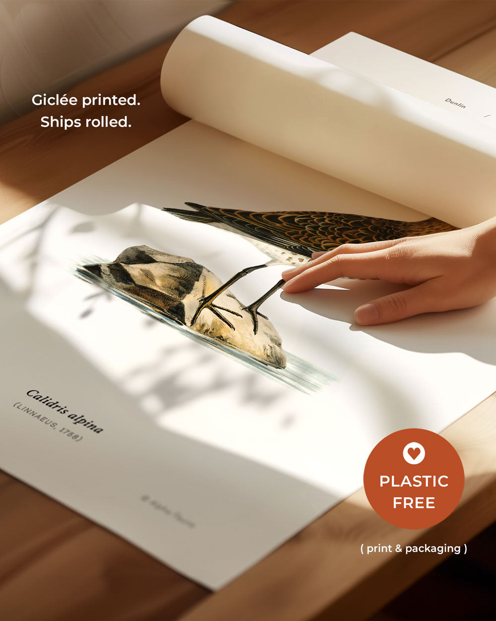 Dunlin Art Print