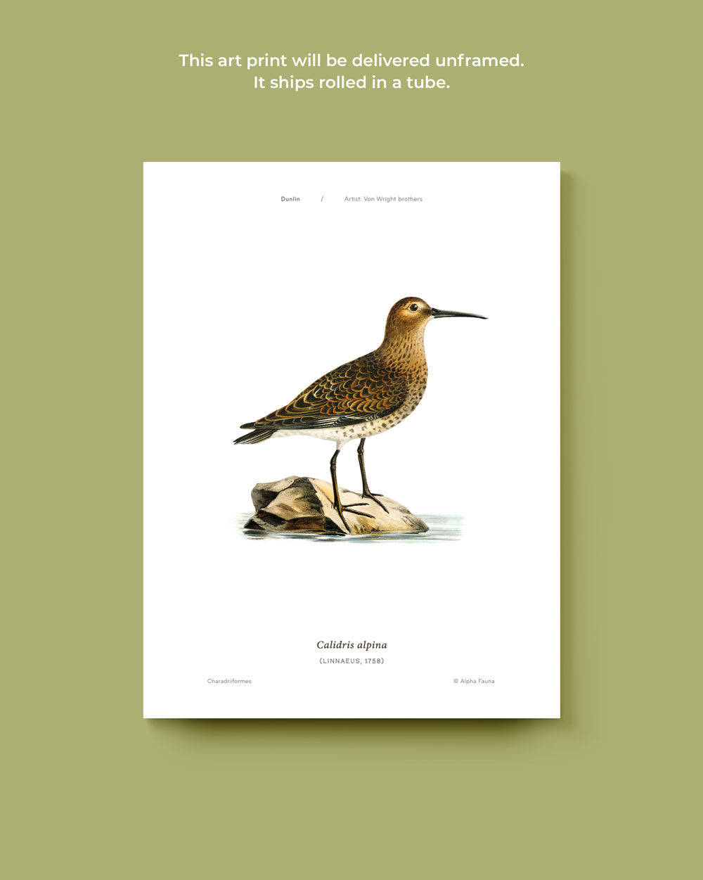 Dunlin Art Print