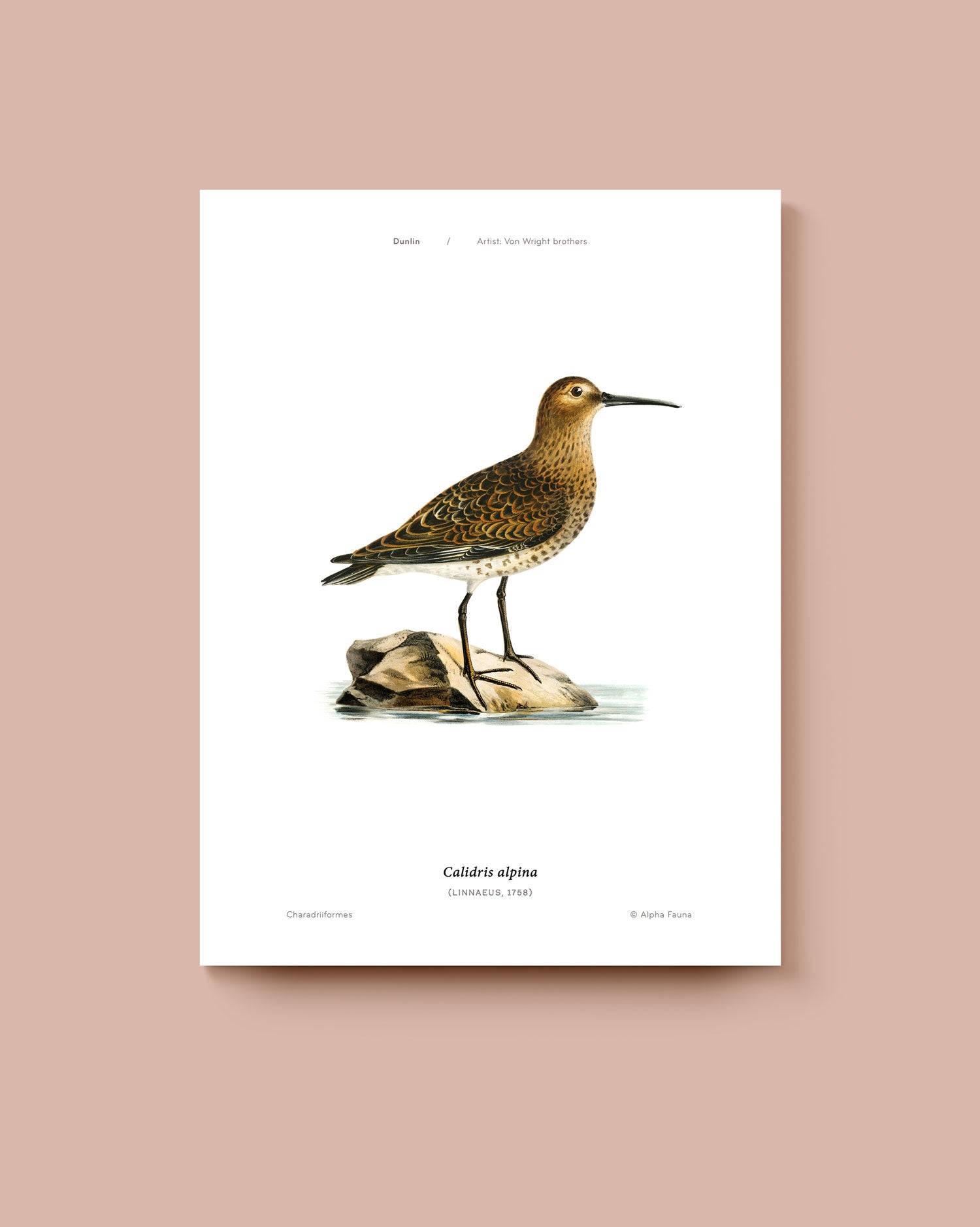 Art print of a Dunlin bird on a white background. * Unframed print