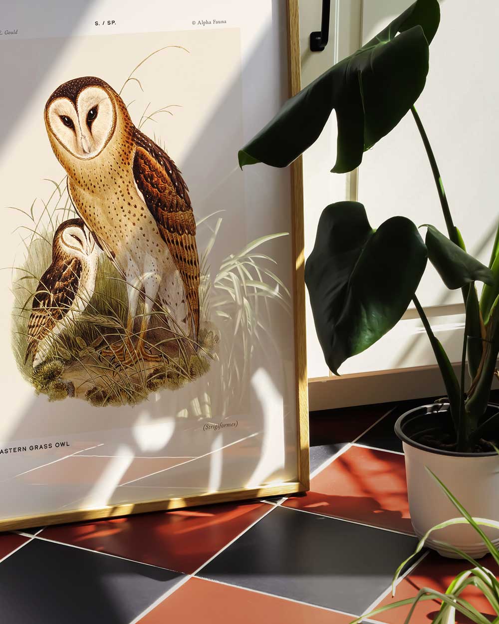 Eastern Grass Owl Art Print