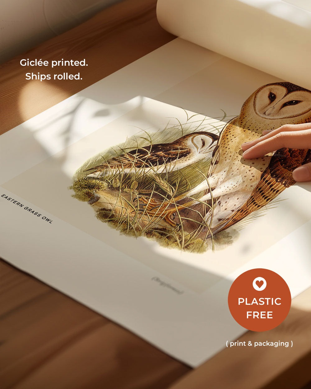 Eastern Grass Owl Art Print