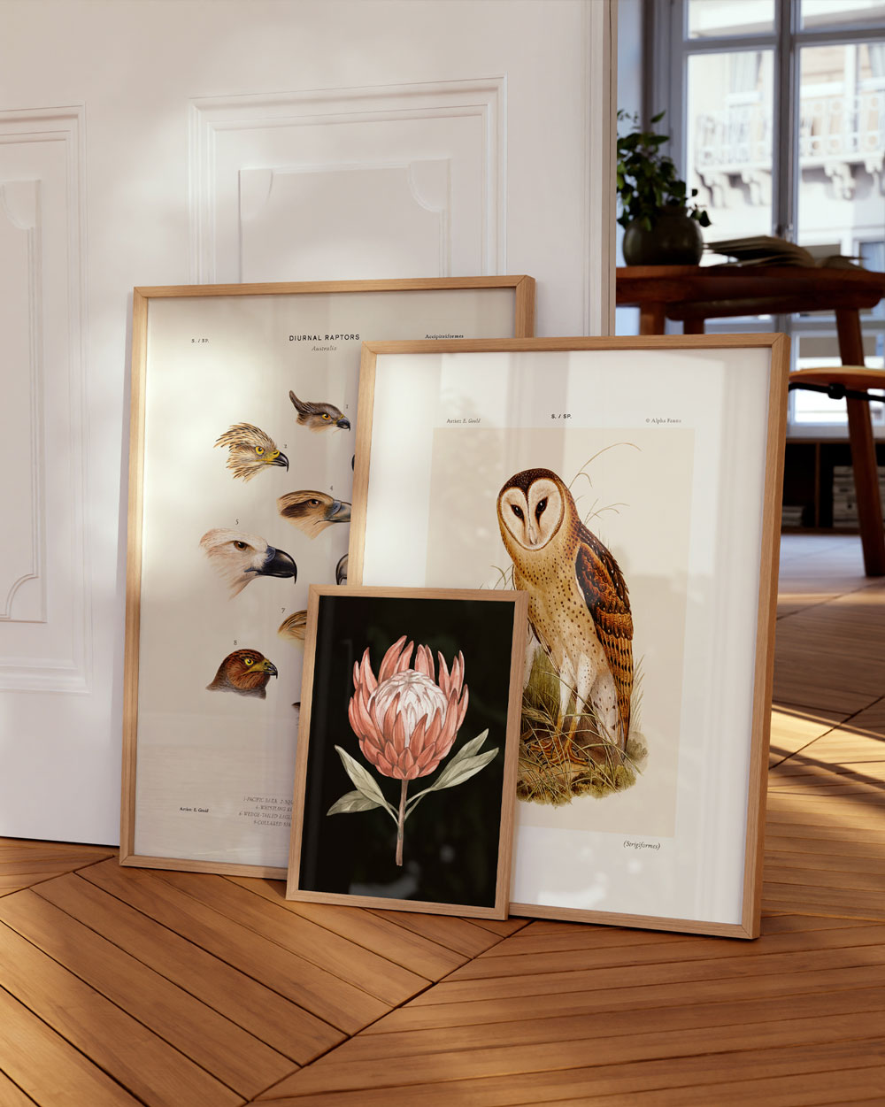 Eastern Grass Owl Art Print