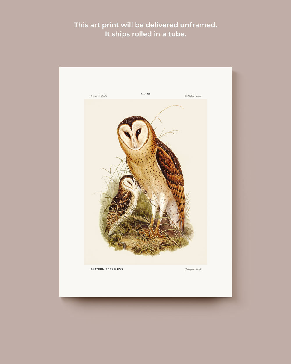Eastern Grass Owl Art Print
