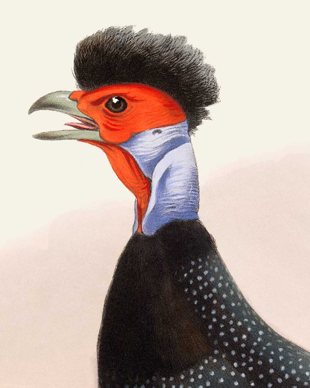 Eastern Crested Guineafowl Art Print