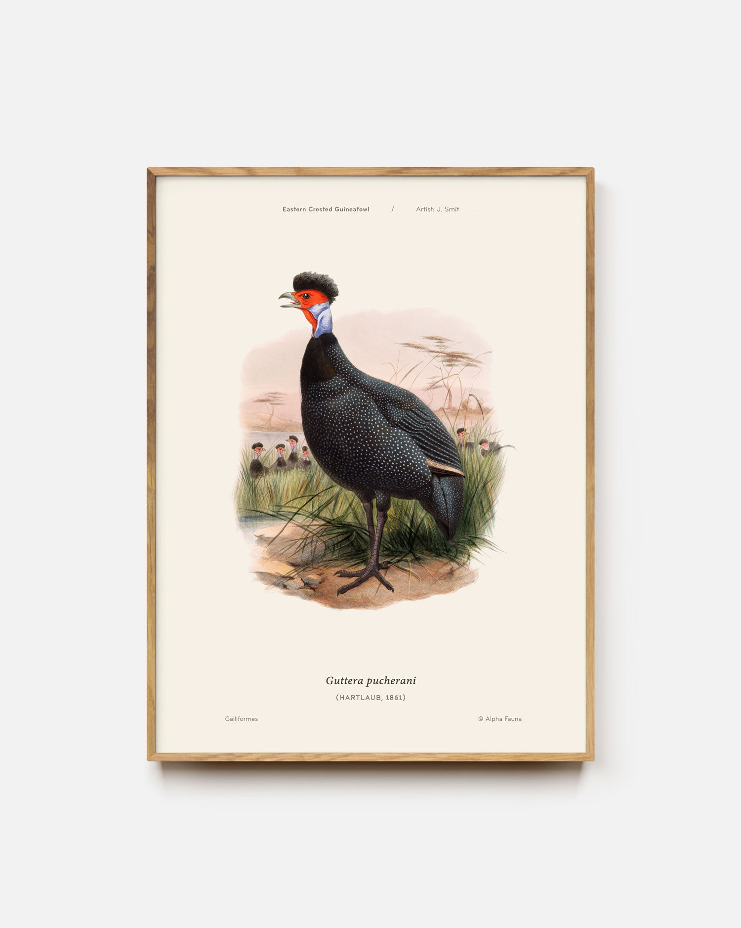 Eastern Crested Guineafowl Art Print