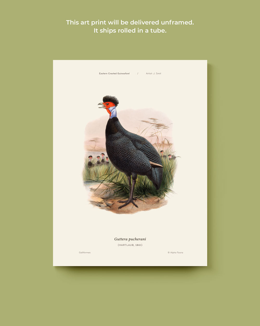 Eastern Crested Guineafowl Art Print