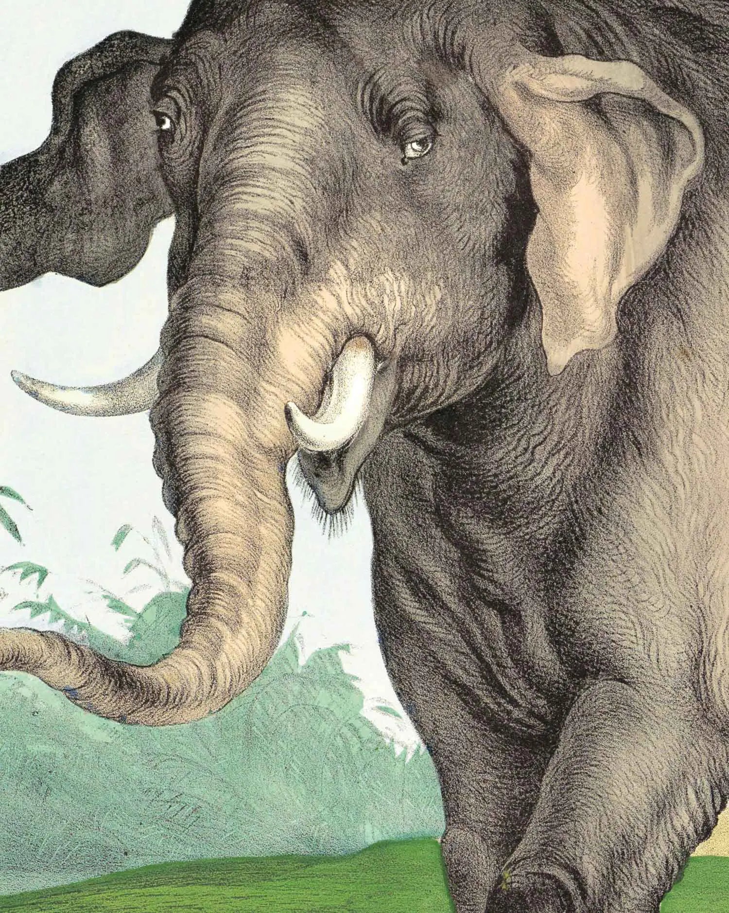 Asian Elephant Art Print