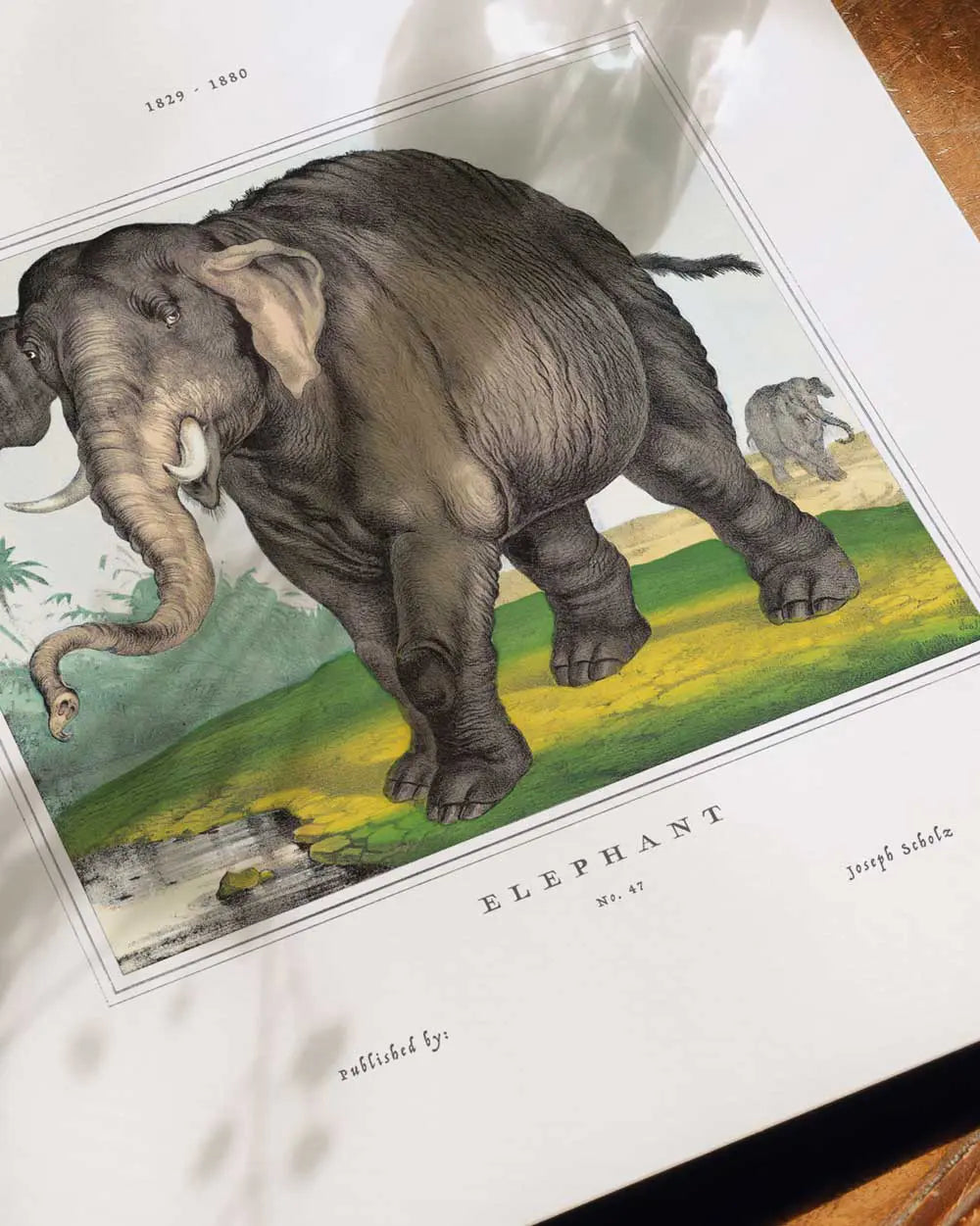 Asian Elephant Art Print