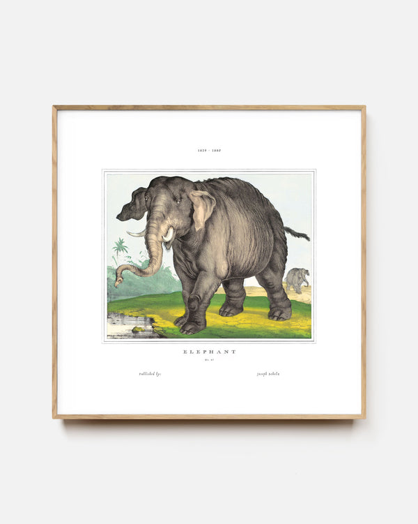 Asian Elephant Art Print