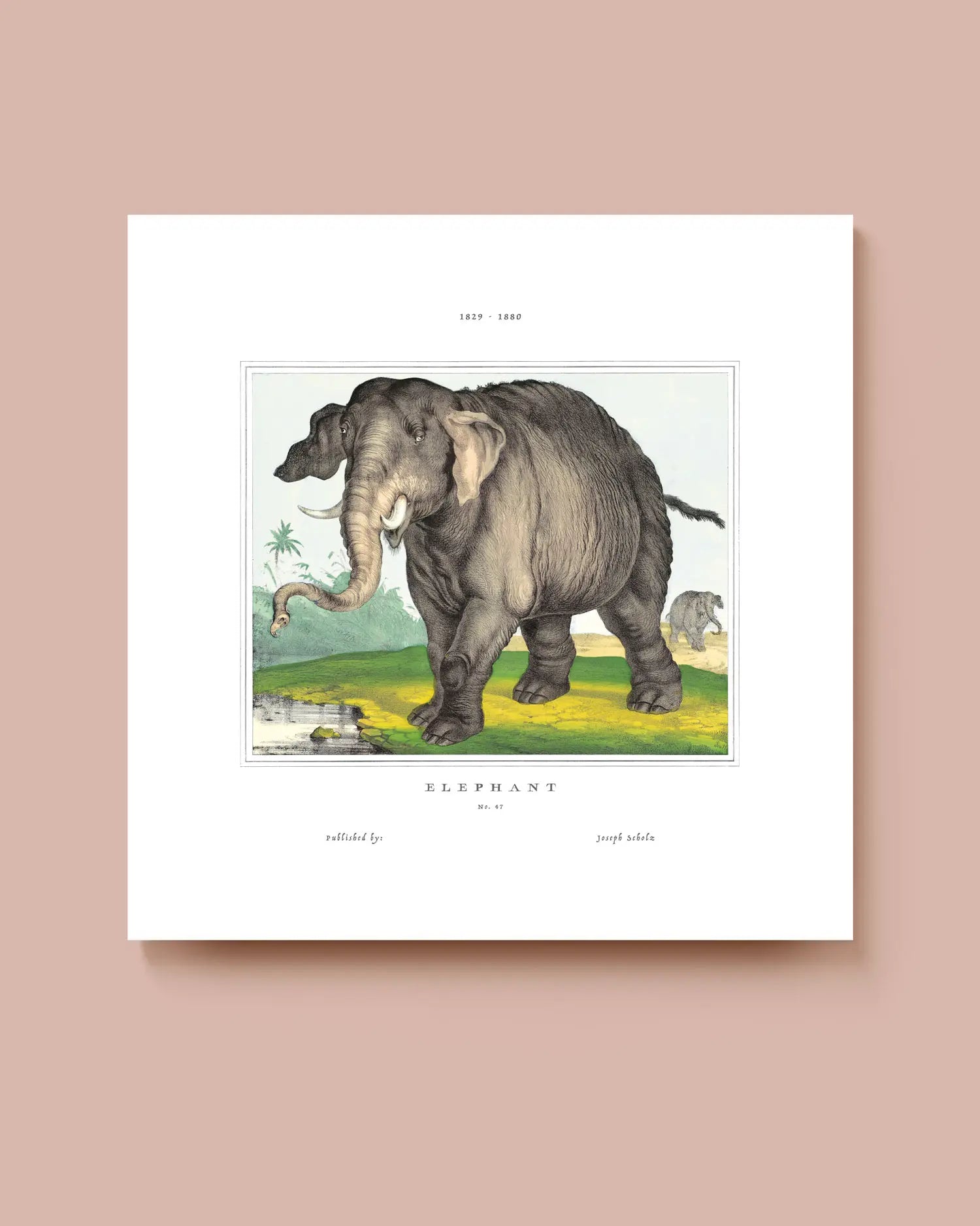 Square art print of an elephant on a white background. * Unframed print