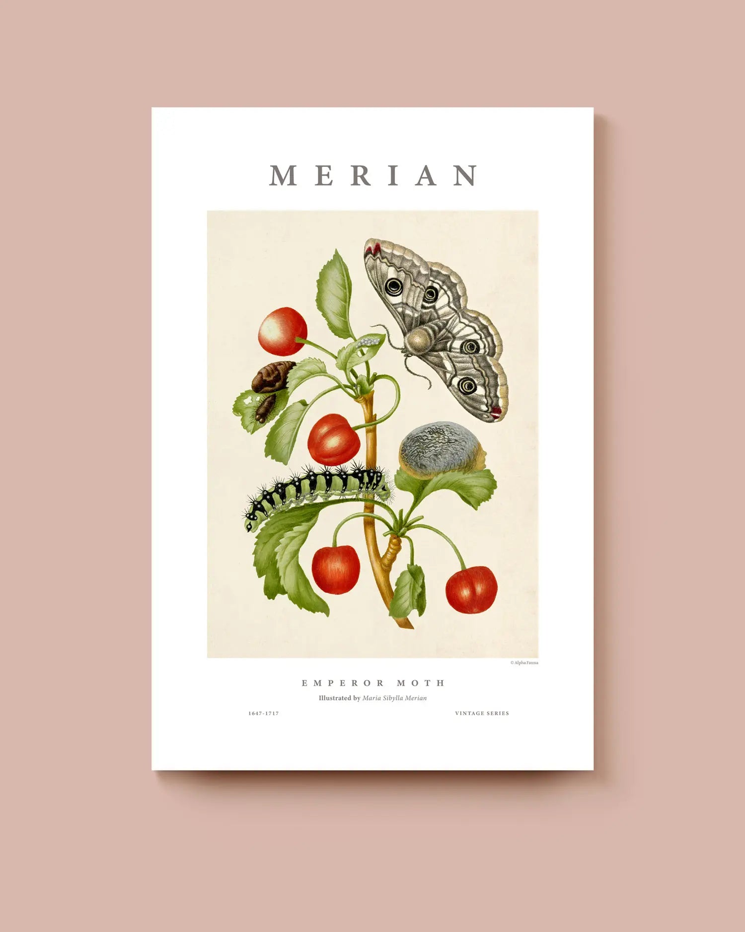 Art print with an illustration of the life cycle of an emperor moth on a beige background with typographic details top and bottom. * Unframed print