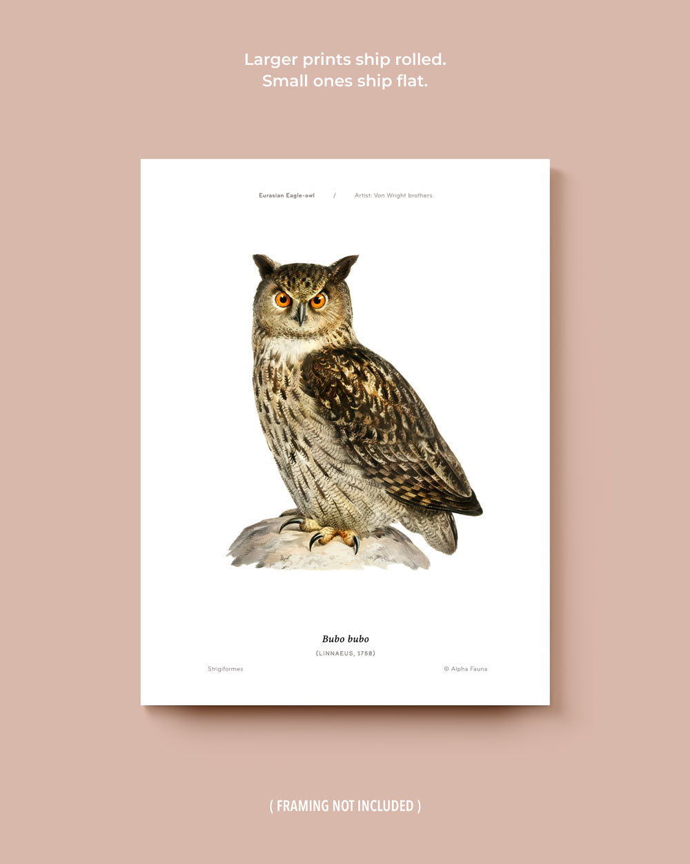 Owls Of The North Set