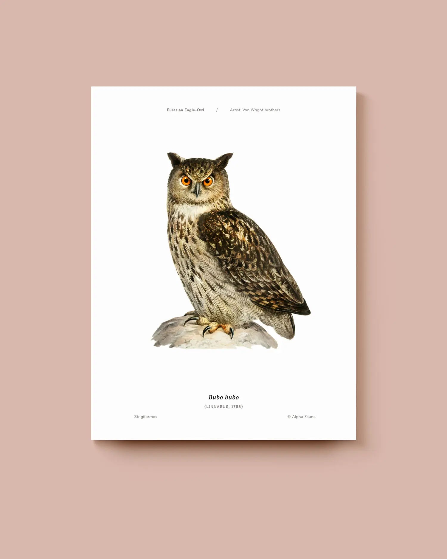 Poster of an owl on a white background with a pinkish brown border. * Unframed print