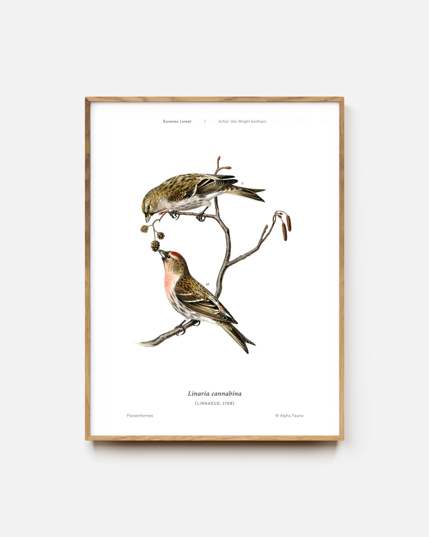 Eurasian Linnet Art Print