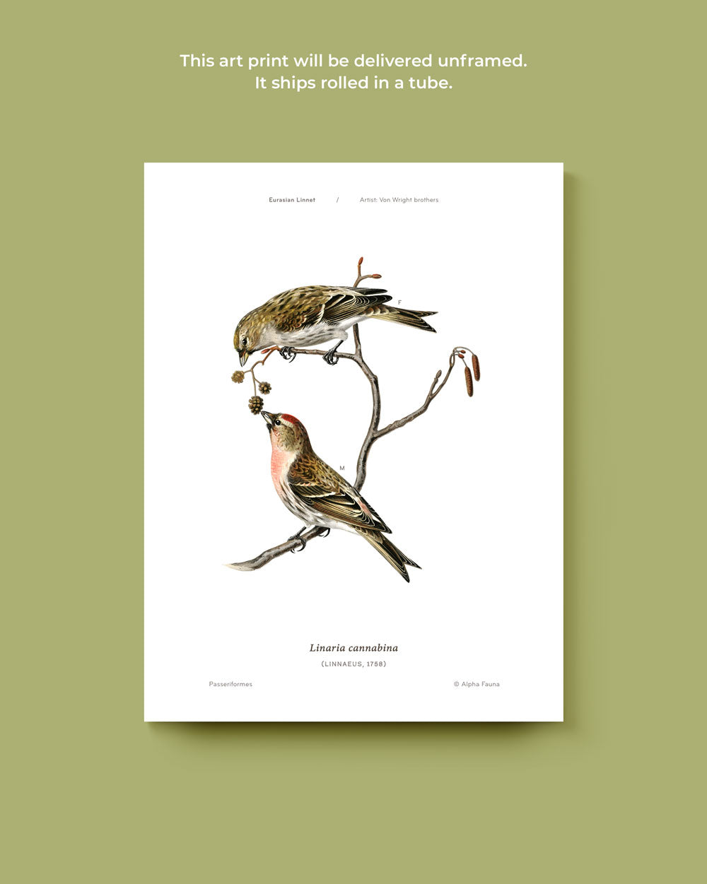 Eurasian Linnet Art Print