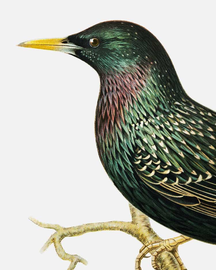 European Starling Art Print