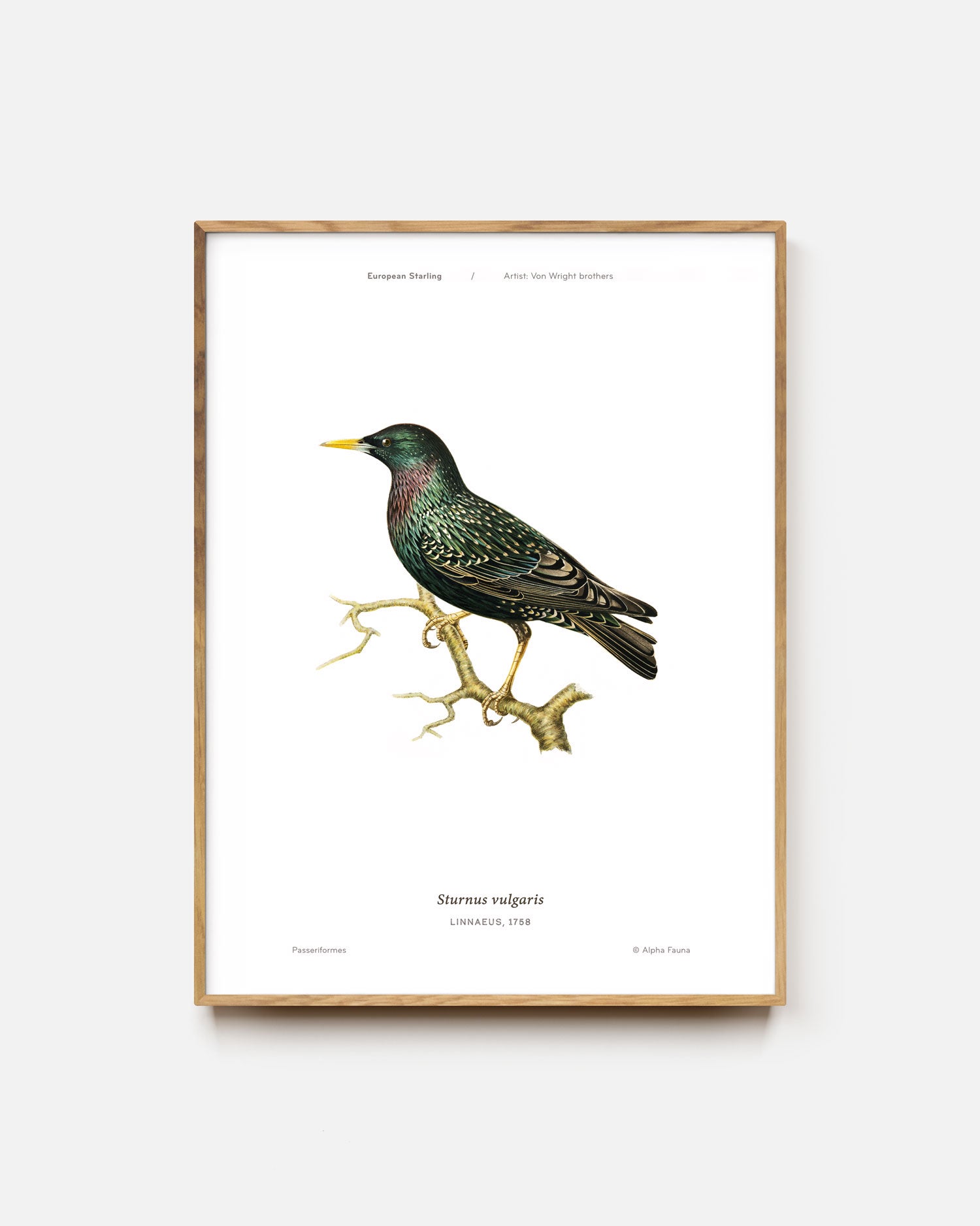 European Starling Art Print