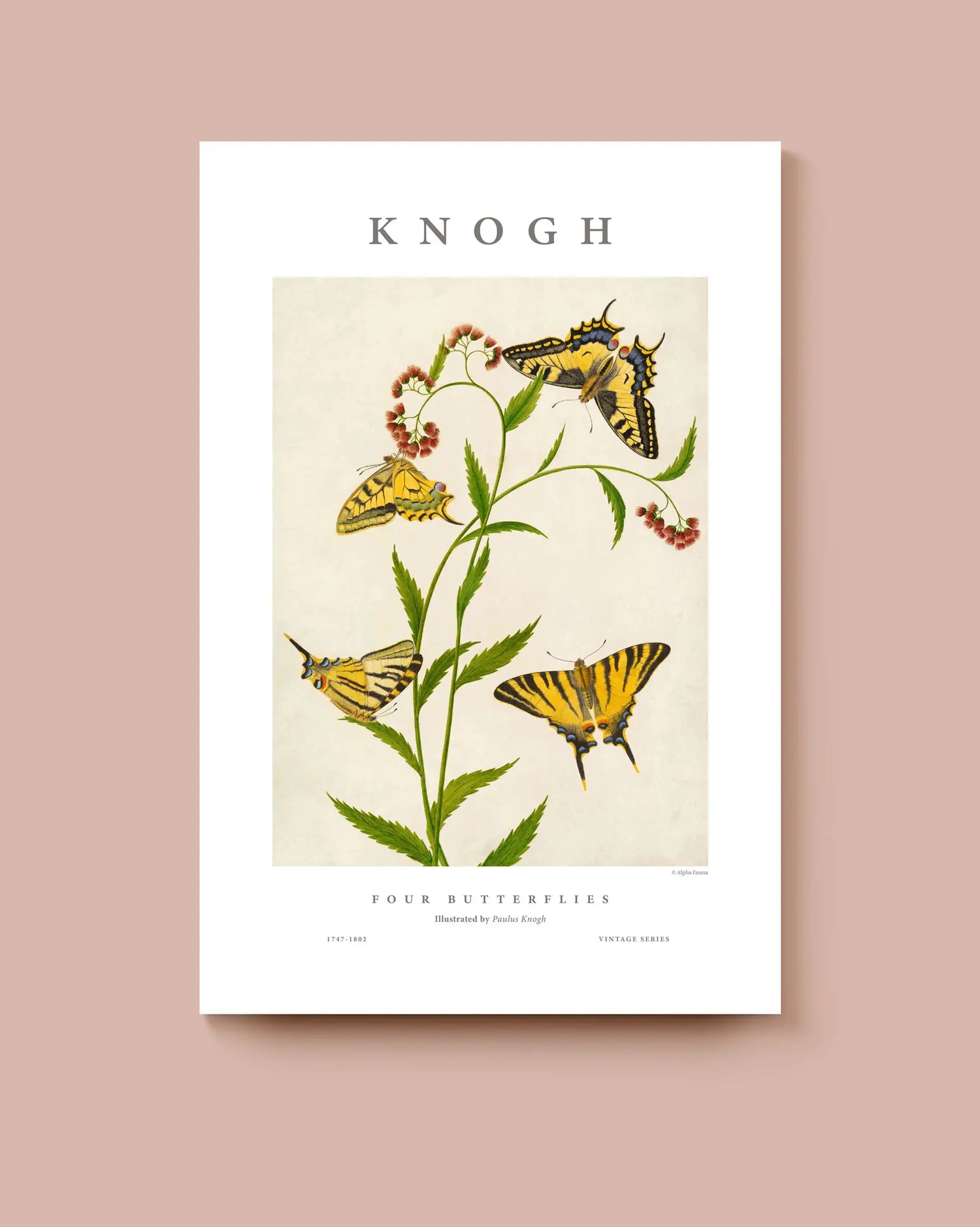 Poster with butterflies and plant illustration on a white background. * Unframed print